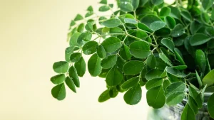 manfaat daun kelor